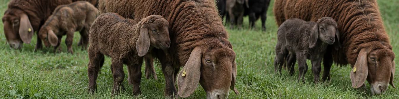 Engadinerschafe mit ihren Lämmern auf der Wiese