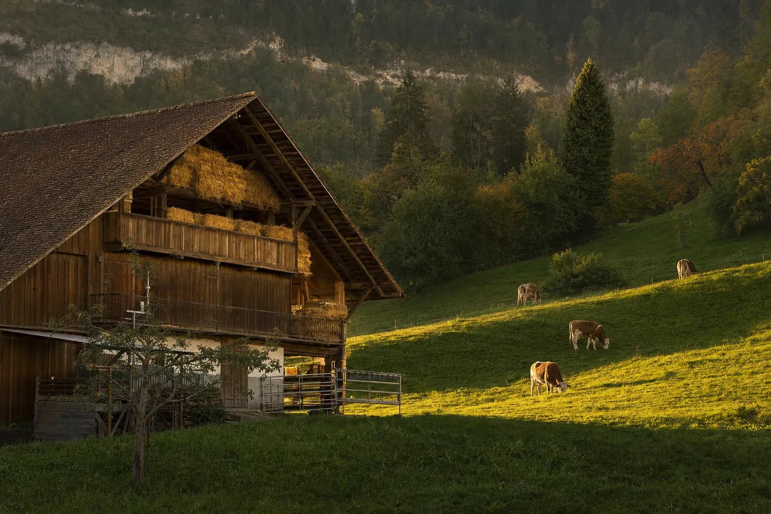 Bauernhof mit Rindern auf der Weide