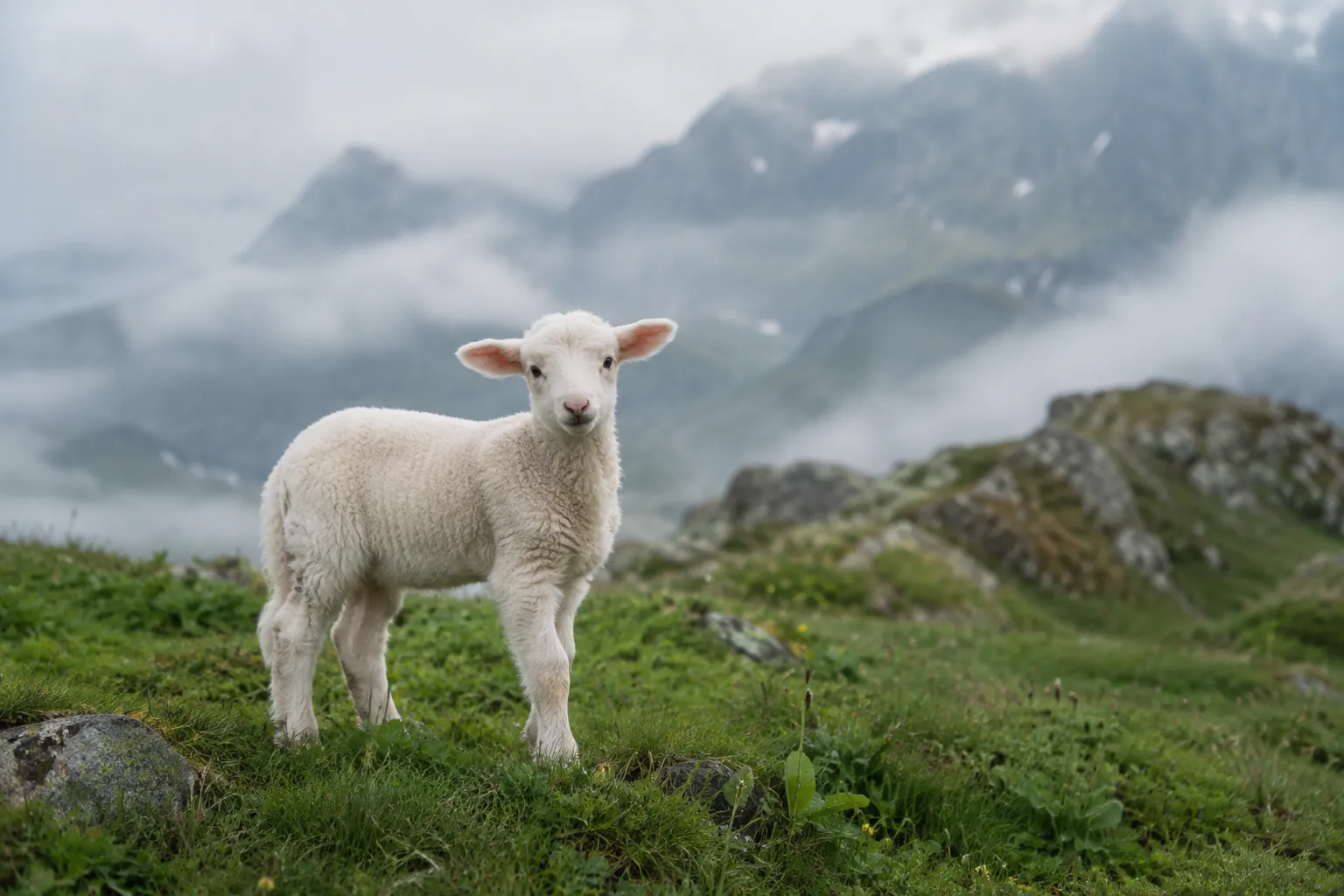 Lamm auf Schweizer Weide
