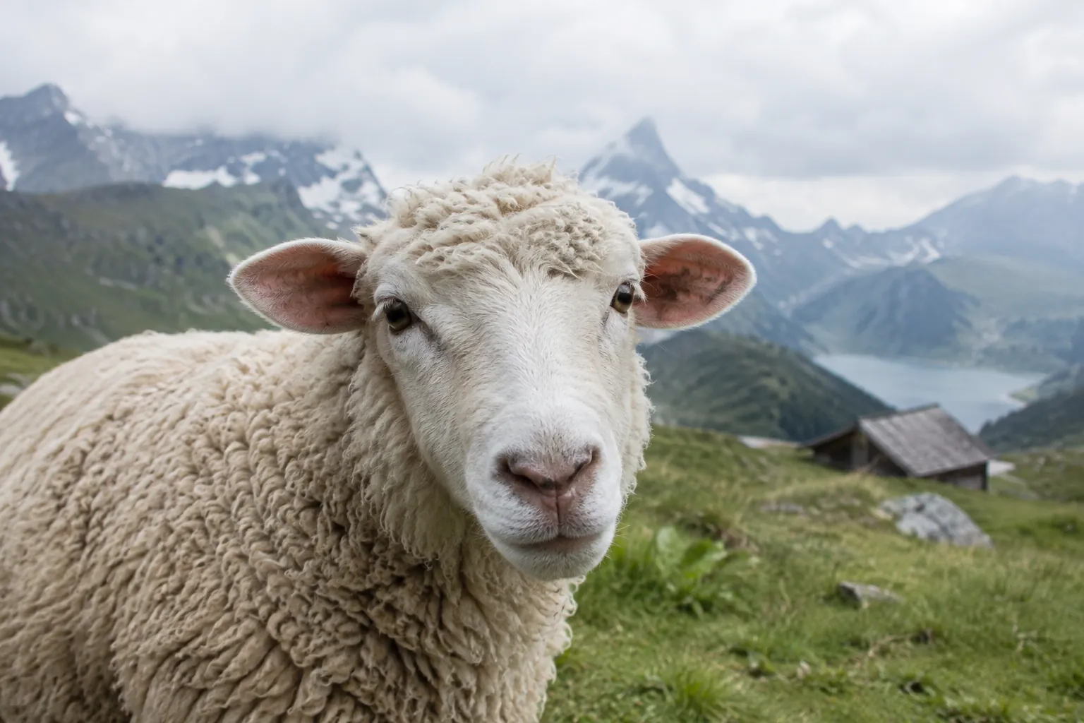 Lamm auf der Weide