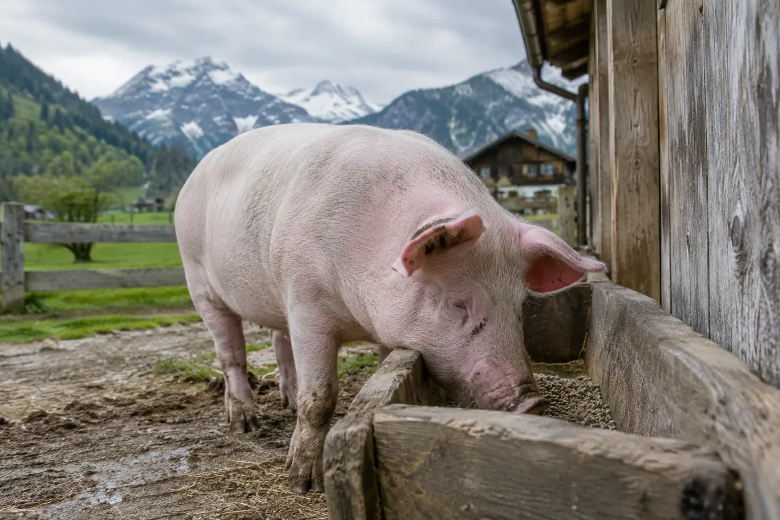 Schwein am Futtertrog auf einem Bauernhof