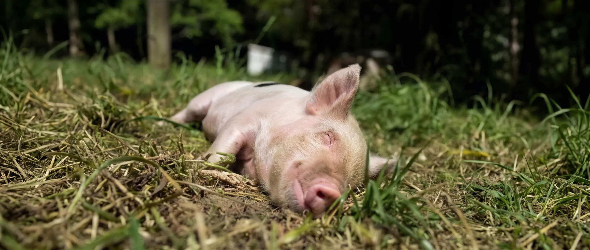 Söili liegt im Gras auf der Wiese