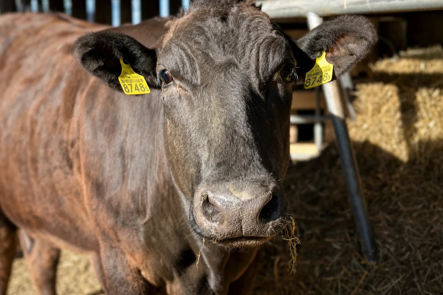 Akisoho, Wagyu