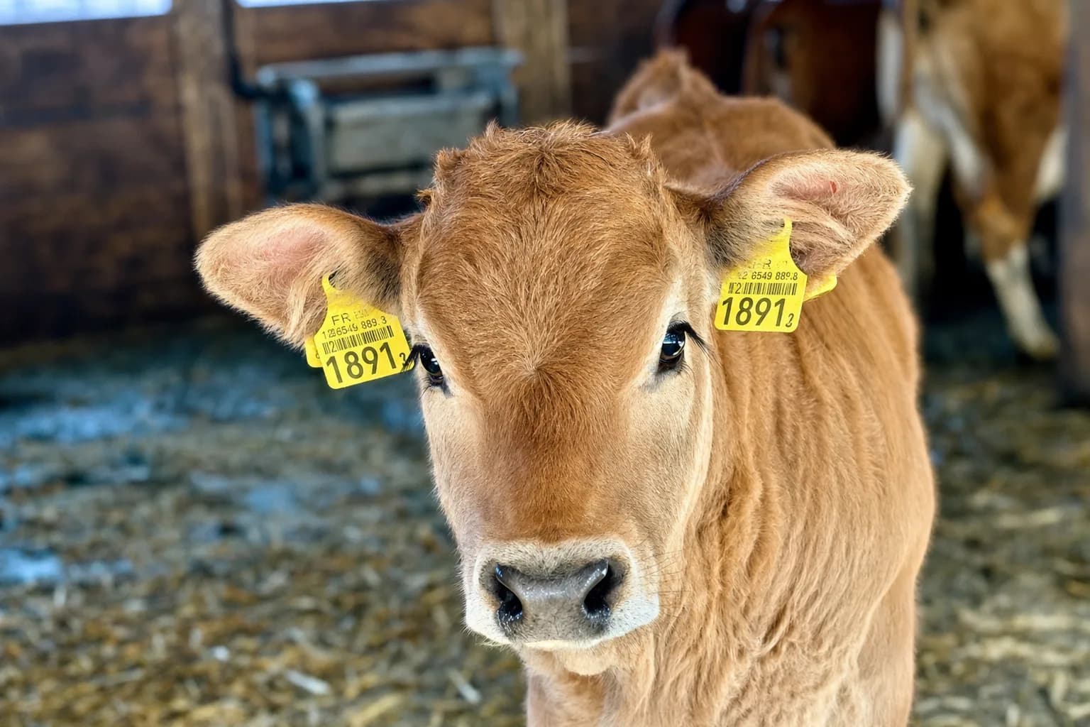 Ardèche, Aubrac