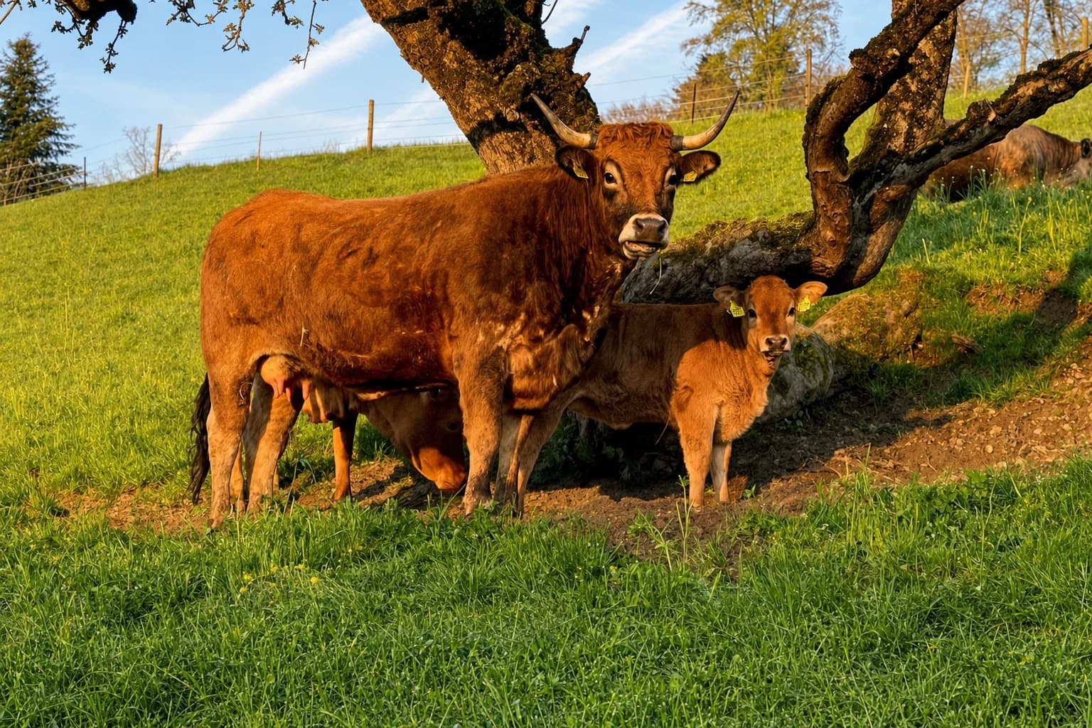 Aubrac-Kuh Akira mit Kalb Ardèche auf der Weide