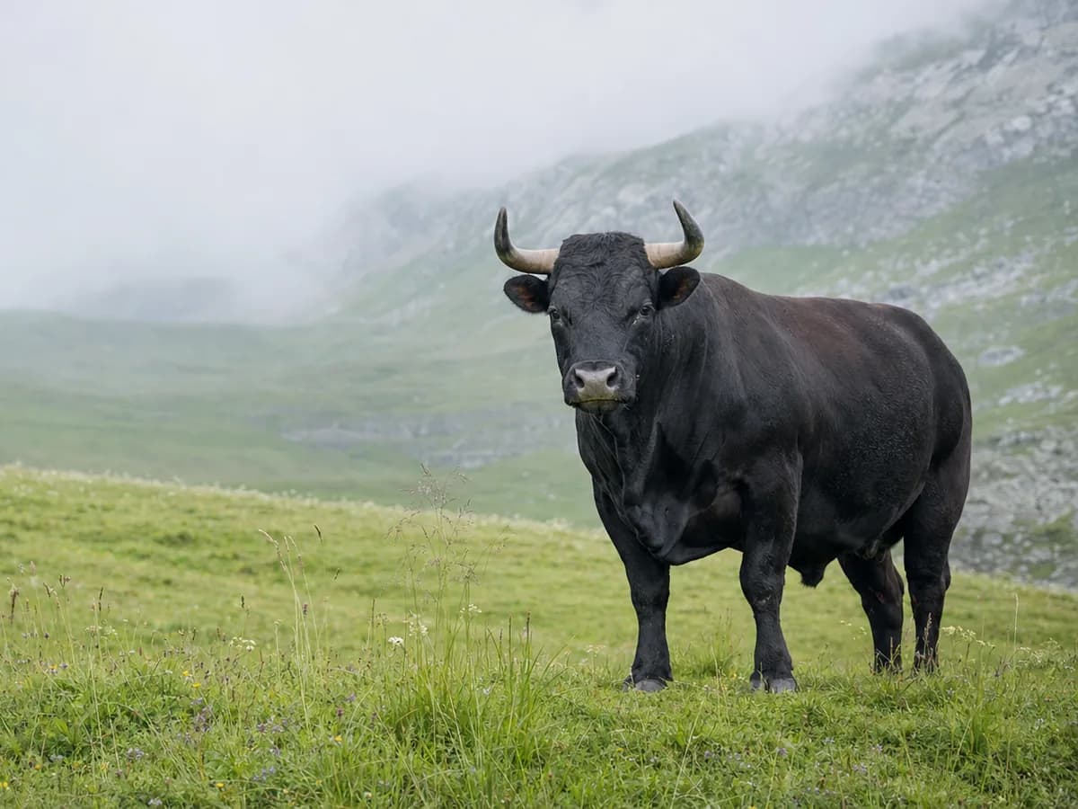 Eringer (Hérens) - die Königin der Kühe