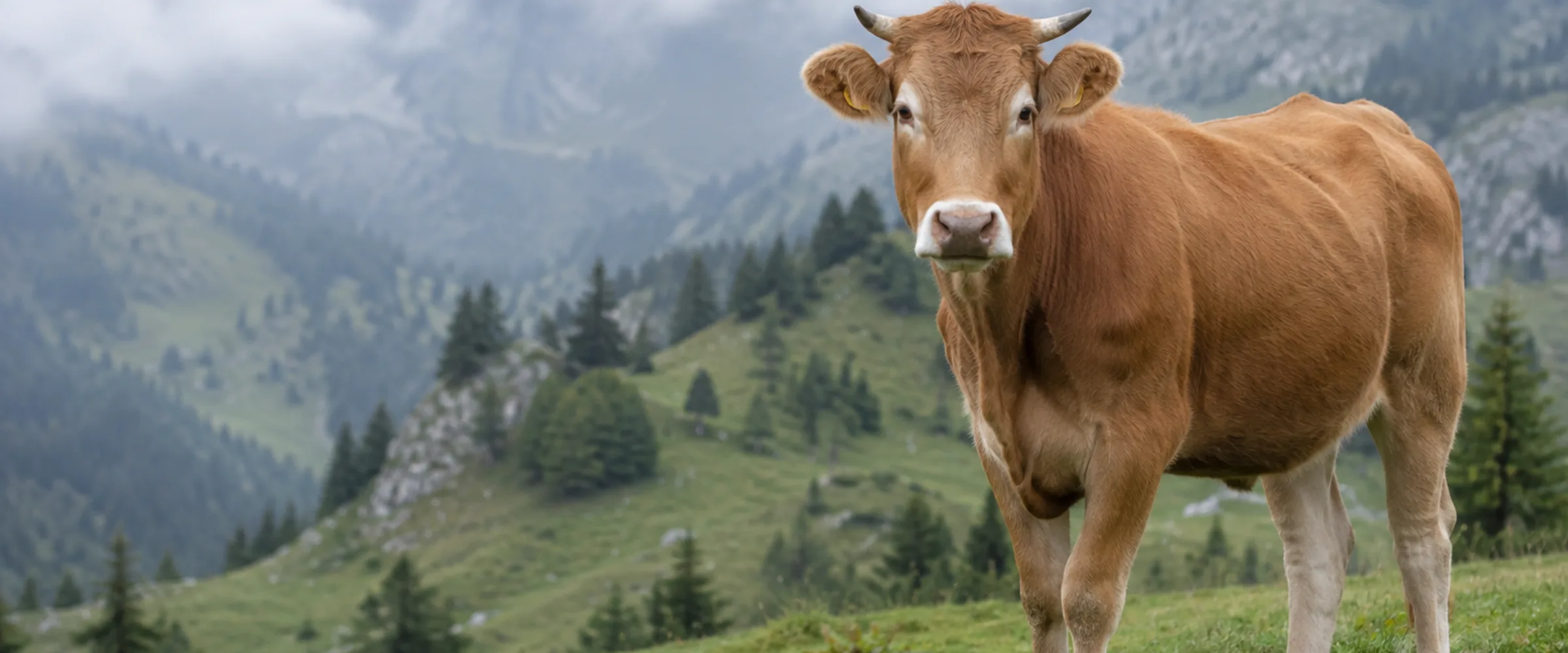 Goldrotes Limousin Rind mit heller Maulpartie auf einer Weide