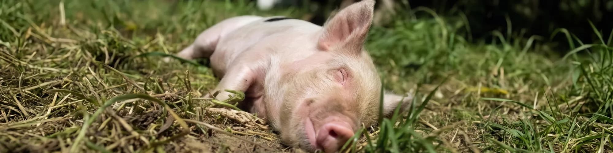 Söili liegt im Gras auf der Wiese