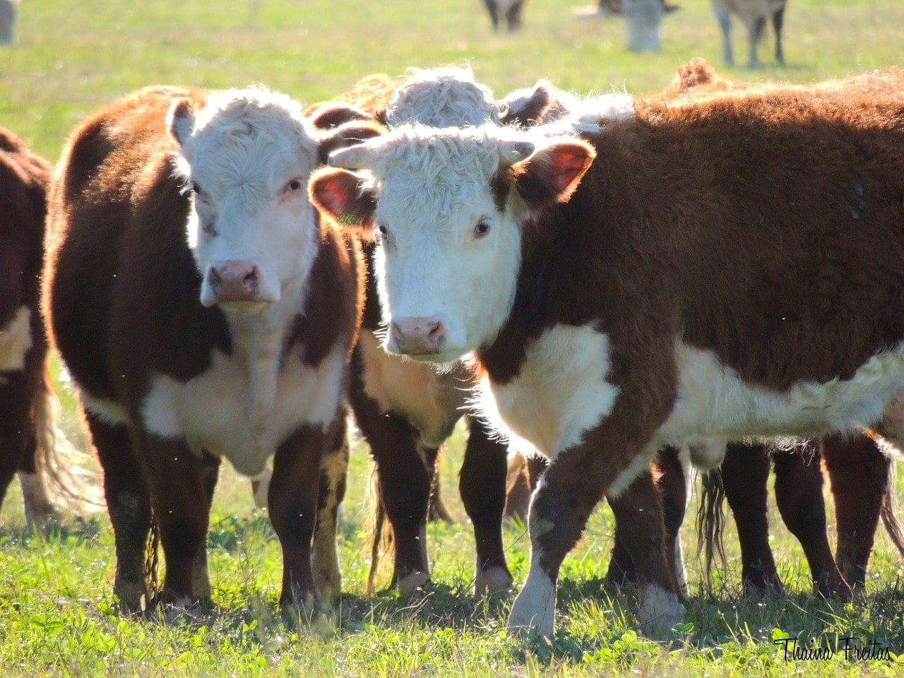 Geniesse Fleisch von einer nahezu idealen Fleischrinder-Rasse - Hereford