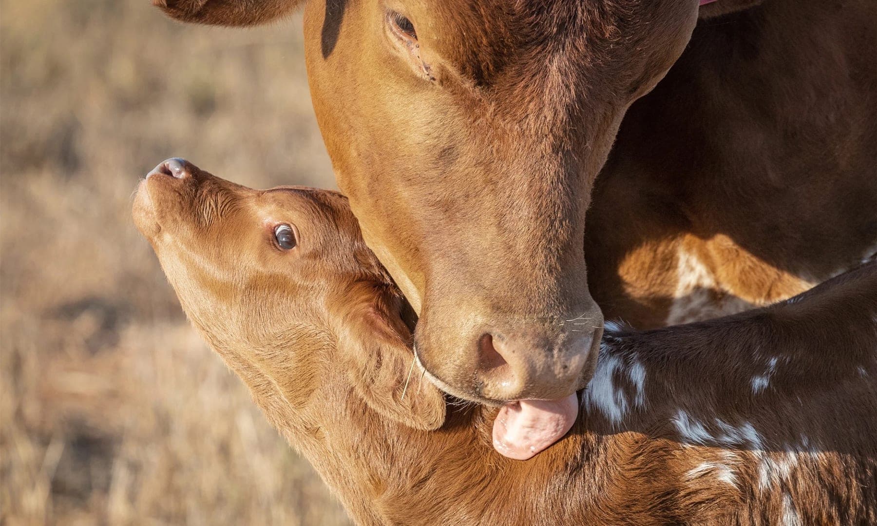 Stress bei Tieren – Was bedeutet das für dein Fleisch?