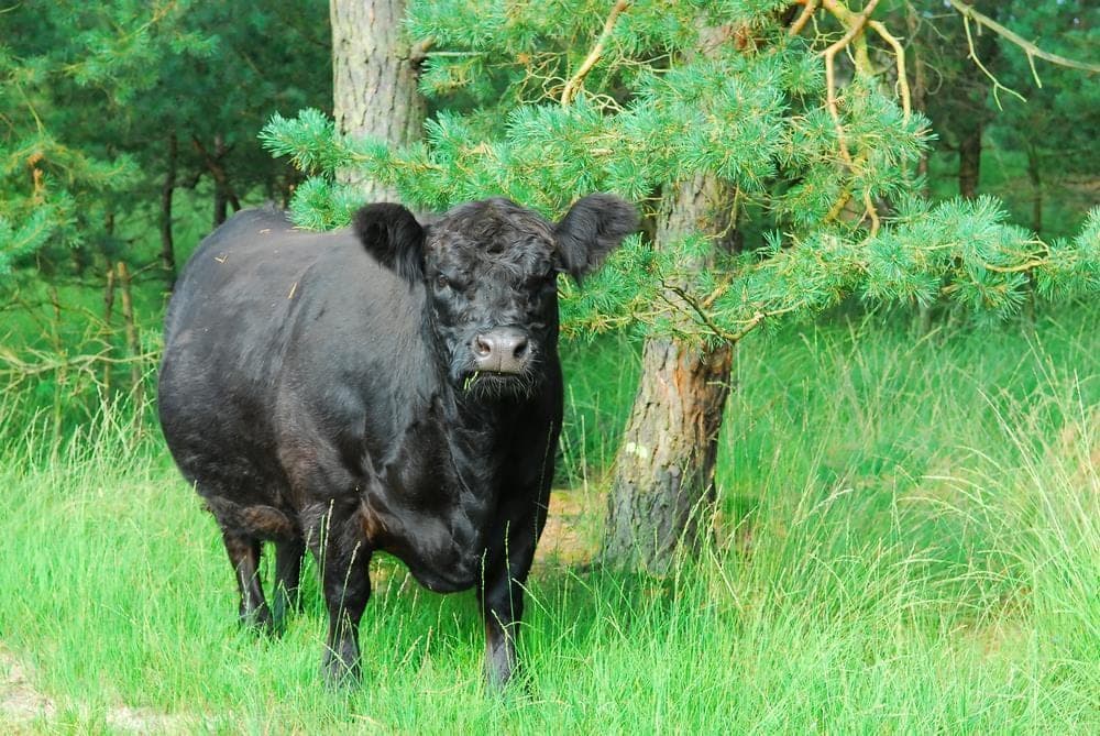 Black Galloway