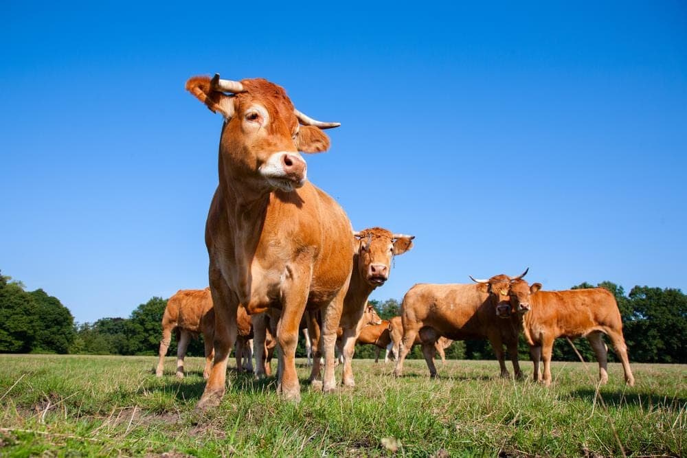 Limousin Bio Weide Rind