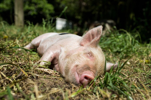 Wiesen Schwein teilen