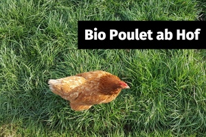 News: Warum solltest du Bio Poulet ab Hof kaufen?