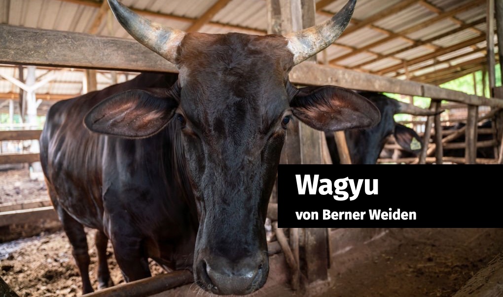 Wagyu aus Berner Zucht: das Beste Rindfleisch der Schweiz?