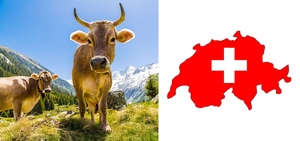 News: Schweizer Fleisch kaufen