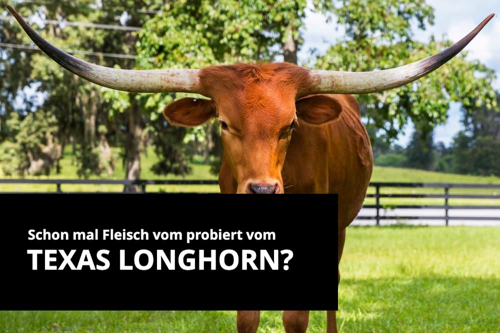 Fast wie im wilden Westen: Texas Longhorn 🤠