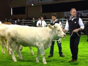 News: Auszeichnung für die Züchter unserer Charolais Rinder