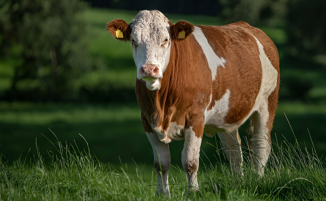 Première: Fleisch vom Simmentaler Jungbulle