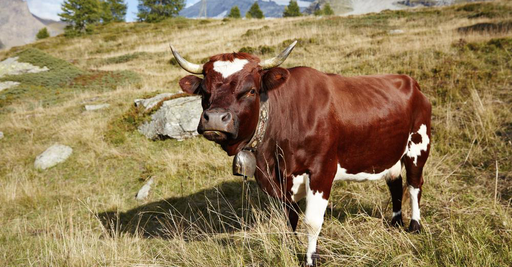 Wir teilen zusammen ein Evolèner Rind!