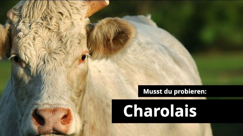 Charolais - das beste Fleisch der Welt? Charolais - das beste Fleisch der Welt?