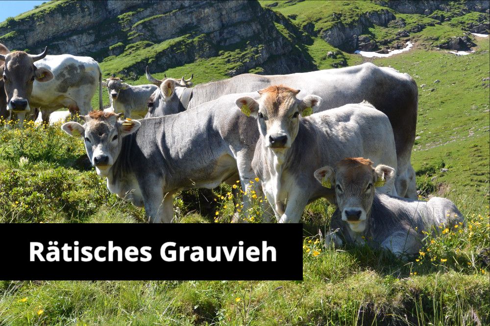 Hilf mit eine alte Schweizer Rasse zu erhalten 🇨🇭🐄