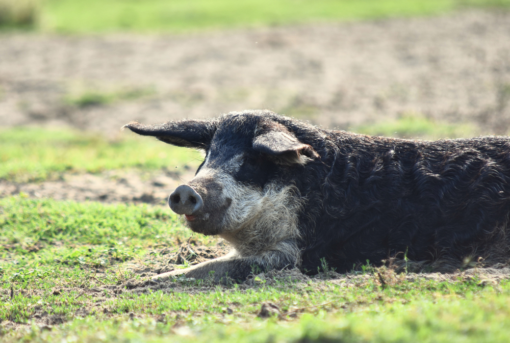 Kennenlern Aktion: Wollschwein (Mangalitza)