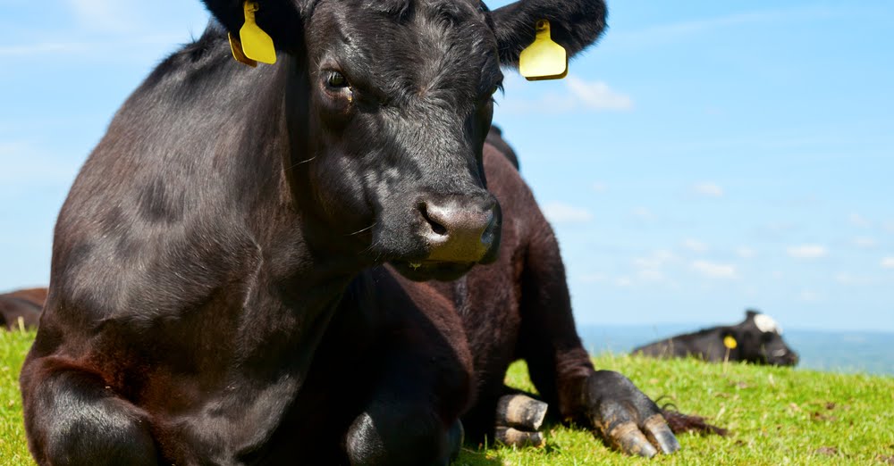 Black Aberdeen Angus - besonderes Fleisch von aussergewöhnlichen Tieren