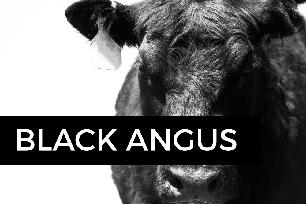 Die schwarzen Angus Rinder sind weltweit eine der beliebtesten Rinderrassen. Die Einzigartigkeit bestätigen sogar wissenschaftliche Tests.