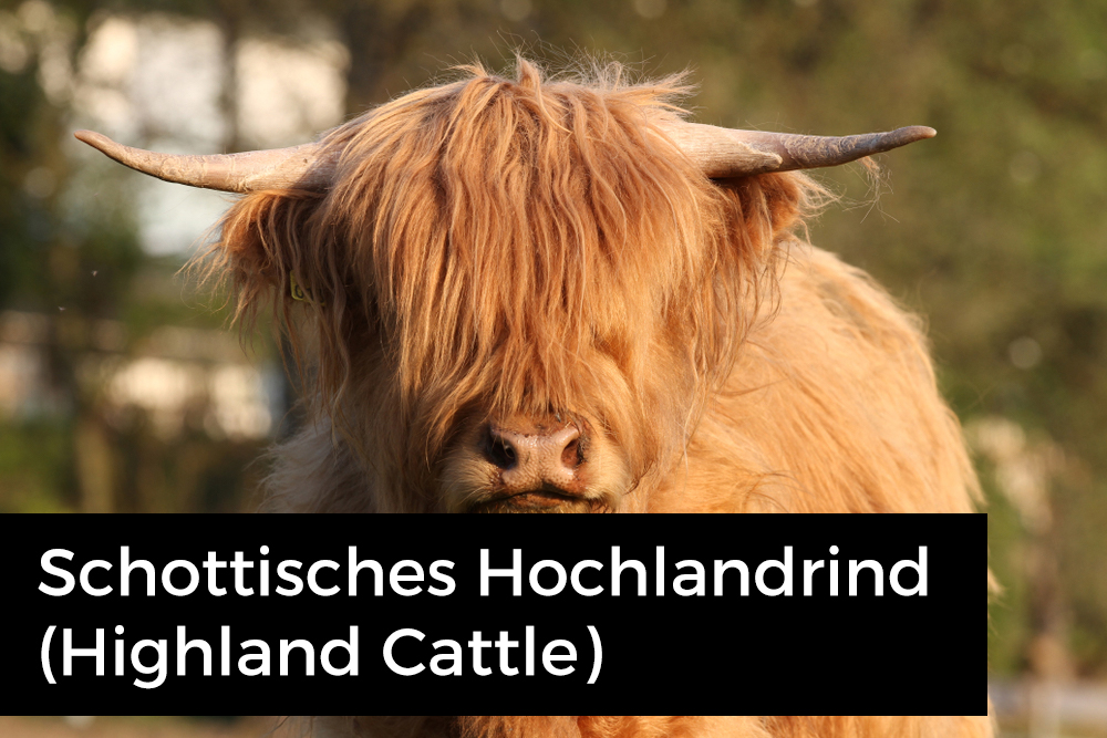 Première bei kuteilen.ch: Schottisches Hochlandrind (Highland Cattle)
