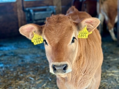 Ardèche - Aubrac