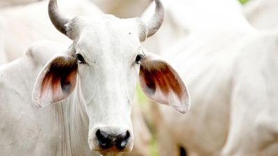 Beef (vom Bio Hof)