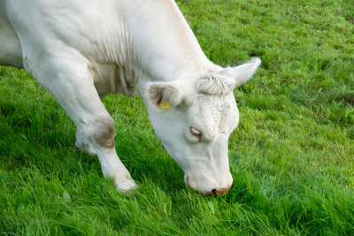 Beef (vom Bio Hof)