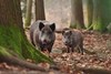 Aktionspaket - Wildschwein - 4 Kg
