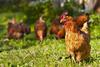 Aktionspaket - Poulet - 4 Kg