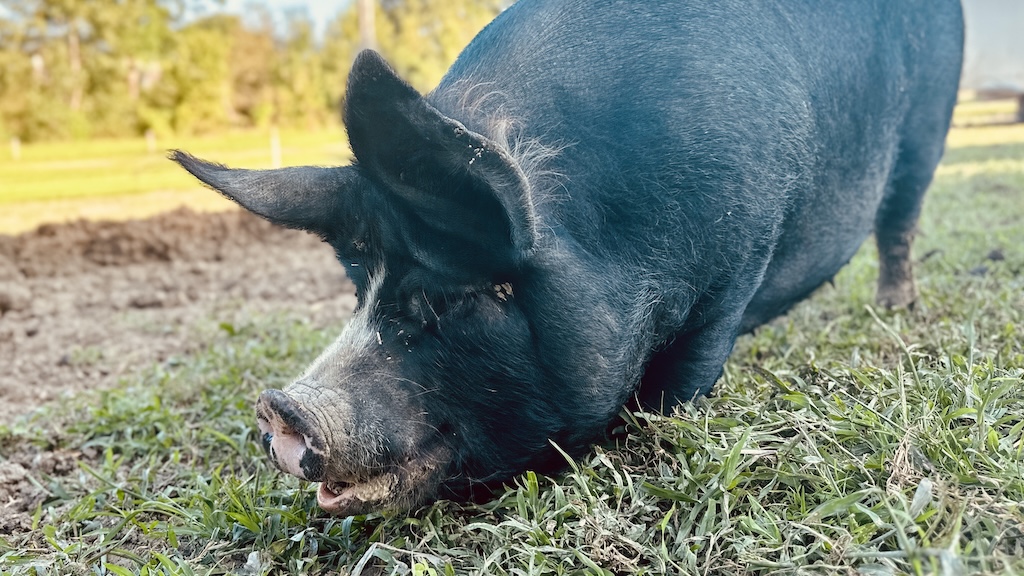 Kurobuta Goldschwein