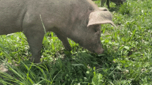 Weide Schwein