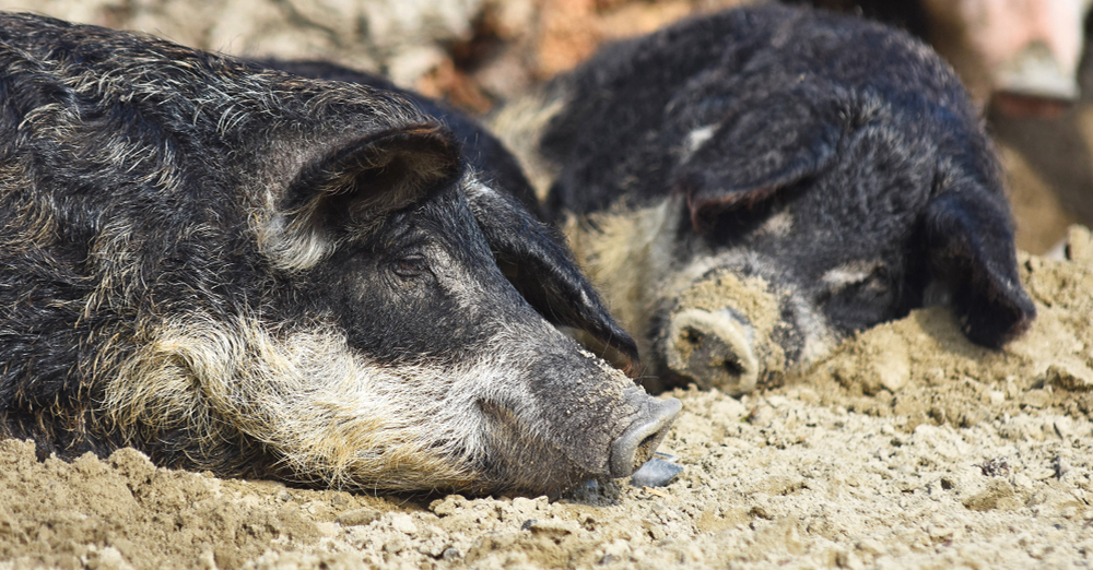 Wollschwein (Mangalitza)